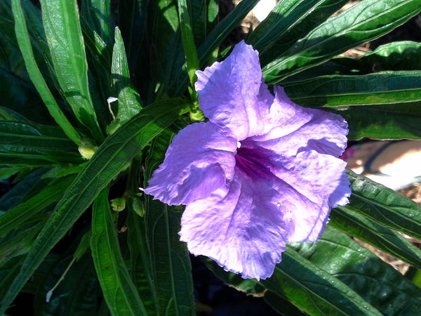 LAKEWAY WALK IN PURCHASE   Katy’s Dwarf Ruellia  QT pot. Purple-Blue  for walk in purchase only, at our LAKEWAY Flash Garden Not available for Pre-ordering