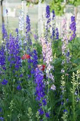 LAKEWAY Larkspur 4” for walk in purchase only, at our LAKEWAY Flash Garden  Not available for pre-ordering