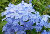 Blue Plumbago #1  for walk in purchase only at a Flash Garden