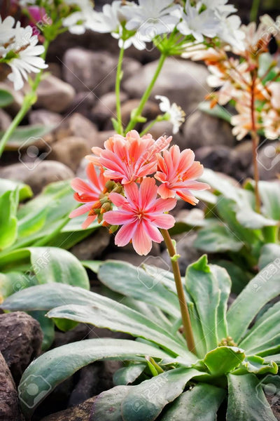 DRIFTWOOD Elise Lewisia 4”  Succulent for walk in purchase only - at our DRIFTWOOD Flash Garden