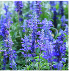 Salvia farinacea ‘Blue Bedder’. 4”pot - for walk in purchase at a Flash Garden
