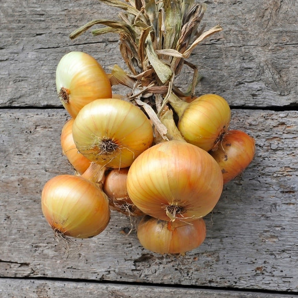 PRE-ORDER  Noonday Sweet Onions for customer pick up at one of our Flash Garden (cute little wooden display baskets sold separately) *** USE THE PULL DOWN MENU TO CHOOSE YOUR PICK UP LOCATION ***