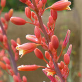 JCCC WALK IN PURCHASE  Red Yucca #5  Hesperaloe at our Johnson City Flash Garden not available for shipping