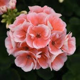 RESERVE Yours - preorder (w/ 2 buck discount) Now 6”Geraniums Pre-Order Deadline 2/15/25 or when we run out for pick up @ Flash Garden LAKEWAY early Spring(March).  We will update pick up dates soon - we will run out - we do every year