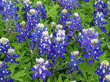 JCCC WALK IN PURCHASE Texas Bluebonnet 4” for walk in purchase only at the Flash Garden - NOT AVAILABLE FOR SHIPPING