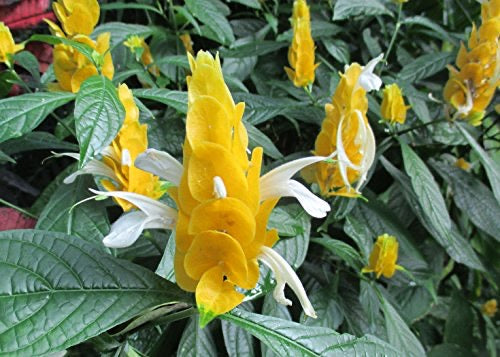 DRIFTWOOD  Yellow Shrimp Plant 5”  Pachystachys  for walk in purchase only  at our DRIFTWOOD  Flash Garden  not available for pre-ordering at this time