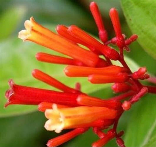 PRE-ORDER  Fire Bush #1  Hamelia patens for customer pick up at a Flash Garden. - For Customer pick up at a Flash Garden late Aug/early Sept - will update exact pick up dates soon.