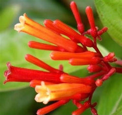 PRE-ORDER  Fire Bush #1  Hamelia patens for customer pick up at a Flash Garden. Pre-Order Deadline Tuesday 7/23/24 or when we run out
