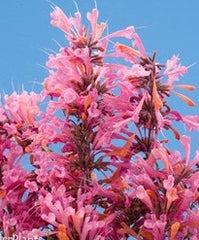 LAKEWAY WALK IN PURCHASE   Agastache  #3 Perennial