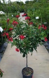 Red Compact Jatropha Party Ready Patio Tree 24”Decorative Plastic Terra Cotta Pot