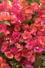 LAKEWAY WALK IN PURCHASE   Specimen Stock Plant - Bougainvillea #7pot - not for pre-ordering.  You must be onsite at a Flash Garden to purchase these