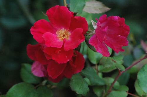 LAKEWAY Knockout Rose 3/5g   for in purchase only (at our LAKEWAY Flash Garden)