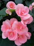 JCCC WALK IN PURCHASE Reiger Begonia 12” Not available for Pre-Order Not available for shipping. You must be onsite at the Flash Garden to purchase