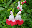 Salvia microphylla ‘Hot Lips’  4”pot for walk in purchase at a Flash Garden