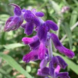 JCCC WALK IN PURCHASE Salvia leucantha 'Midnight' #1pot  Mexican Bush Sage Purple/Purple *Not available for Pre-ordering , Not available for shipping - you must be onsite at the Flash Garden to purchase these*