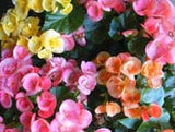 JCCC WALK IN PURCHASE Reiger Begonia 12” Not available for Pre-Order Not available for shipping. You must be onsite at the Flash Garden to purchase