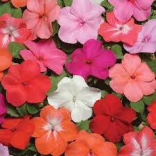 Impatiens  4"  XDR Imara - new disease resistant - for walk in purchase at a Flash Garden