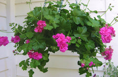 LAKEWAY Geranium 10" Hanging Basket Assorted Colors for WALK-IN purchase ONLY at our LAKEWAY Flash Garden  NOT AVAILABLE FOR PRE-ORDERING AT THIS TIME - you must be onsite to purchase.
