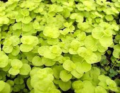 Lysmachia 4"pot ‘Creeping Jenny’ for walk in purchase only, at a Flash Garden - NOT available for pre-ordering at this time - you must be onsite - in person at the Flash Garden to purchase these.