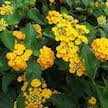 JCCC WALK IN PURCHASE New Gold Lantana 1g  you must be on-site  at our LAKEWAY Flash Garden  to purchase these Not available for pre-ordering nor shipping