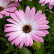 DRIFTWOOD  African Daisy QT  Ostica Pink  Osteospermum for walk in purchase only, at our DRIFTWOOD  Flash Garden