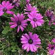 LAKEWAY  African Daisy QT  Bright Lights Purple  Osteospermum for walk in purchase only, at our LAKEWAY  Flash Garden