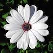DRIFTWOOD  African Daisy QT  Compact White  Osteospermum for walk in purchase only, at our DRIFTWOOD  Flash Garden