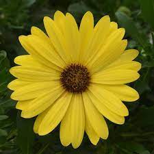 LAKEWAY  African Daisy QT  Compact Yellow   Osteospermum for walk in purchase only, at our LAKEWAY  Flash Garden