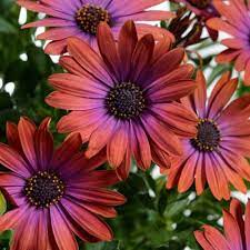 LAKEWAY African Daisy QT  Ostica Bronze Osteospermum for walk in purchase only, at our LAKEWAY  Flash Garden