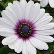 DRIFTWOOD  African Daisy QT  Ostica Purple Eye Osteospermum for walk in purchase only, at our DRIFTWOOD  Flash Garden