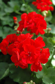 RESERVE Yours - preorder (w/ 2 buck discount) Now 6”Geraniums Pre-Order Deadline 2/15/25 or when we run out for pick up @ Flash Garden LAKEWAY early Spring(March).  We will update pick up dates soon - we will run out - we do every year