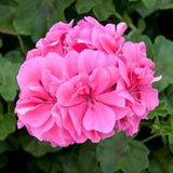 RESERVE Yours - preorder (w/ 2 buck discount) Now 6”Geraniums Pre-Order Deadline 2/15/25 or when we run out for pick up @ Flash Garden LAKEWAY early Spring(March).  We will update pick up dates soon - we will run out - we do every year