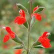 LAKEWAY  Salvia blepharophylla 4” for walk in purchase only at our LAKEWAY Flash Garden