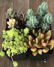 LAKEWAY  Sedum   4”square pots  Assorted  for walk in purchase at our DRIFTWOOD Flash Garden